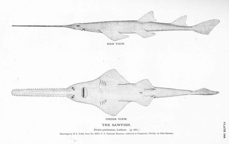 Pristis pectinata Latham, 1794